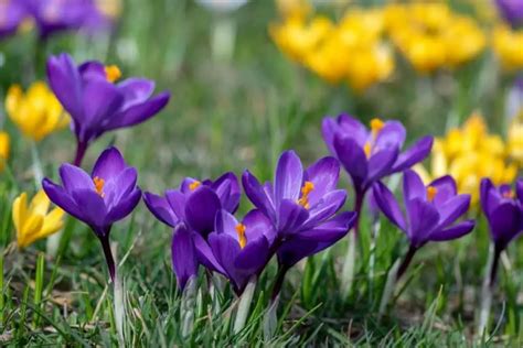 Crocus Flower – Meaning, Symbolism and Colors.